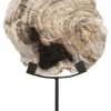 Ornament Fossil Versteend hout, 33cm hoog