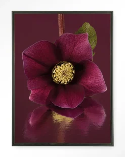 Wandkleed De Elegantie Van De Kerstroos in maat en frame naar keuze