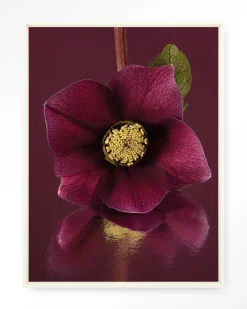 Wandkleed De Elegantie Van De Kerstroos in maat en frame naar keuze