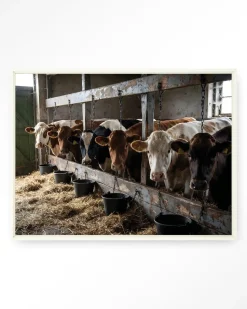 Wandkleed The Cow Barn in maat en frame naar keuze