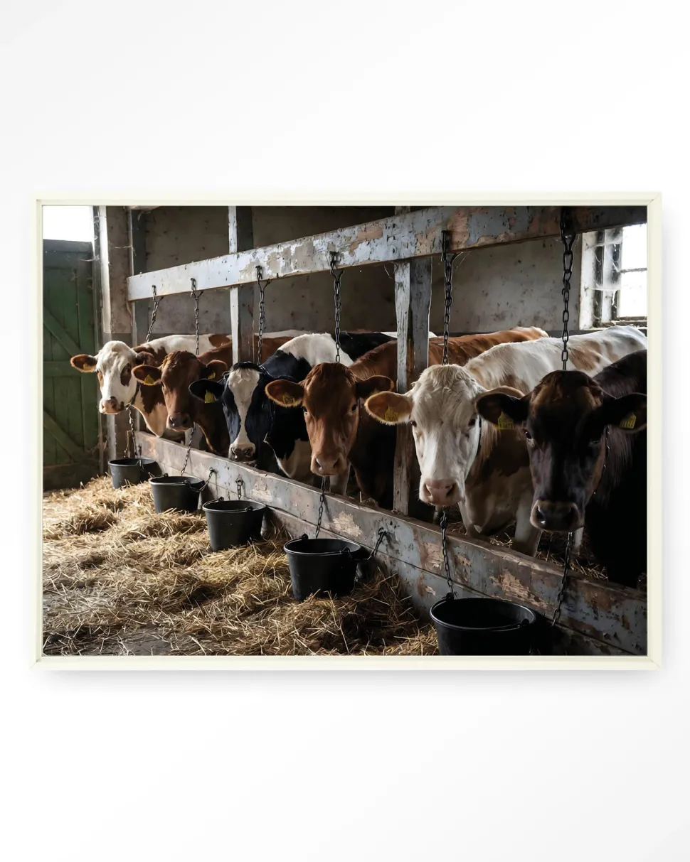 Wandkleed The Cow Barn in maat en frame naar keuze